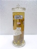 藏品(鯁魚)的圖片